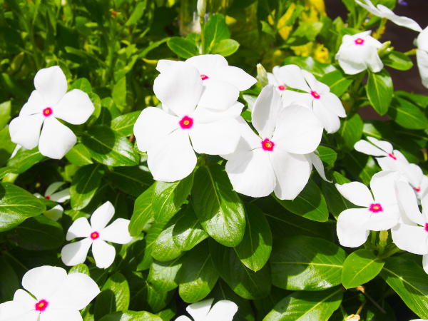 ニチニチソウ花東京夢の島