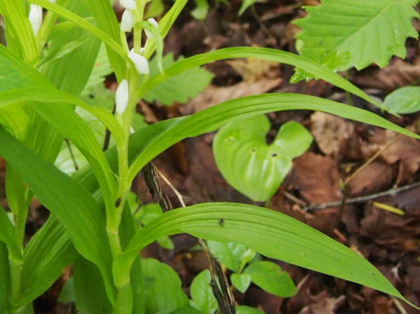 ササバギンラン葉