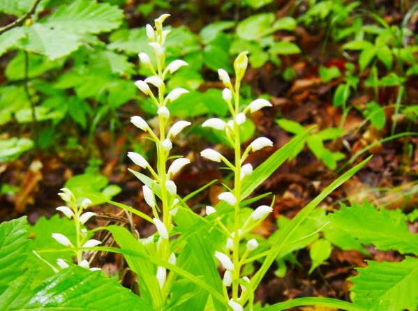 ササバギンラン花