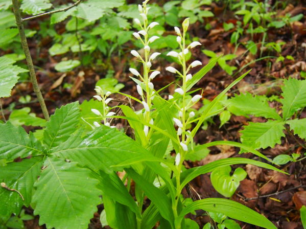 ササバギンラン花