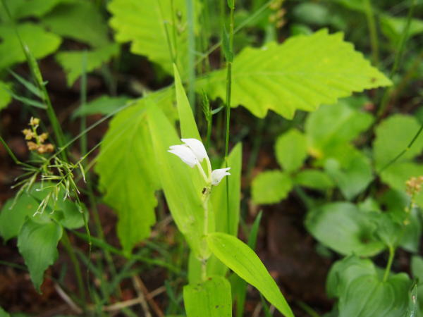 ササバギンラン花