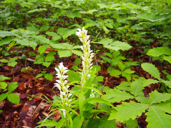 ササバギンラン花