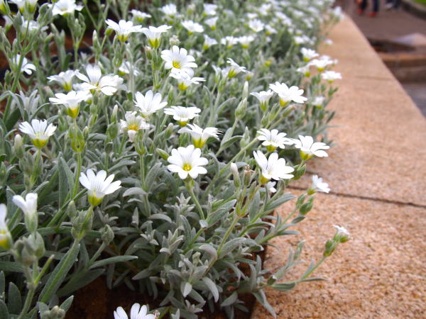 シロミミナグサの花港の見える丘公園