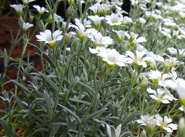 シロミミナグサの花港の見える丘公園