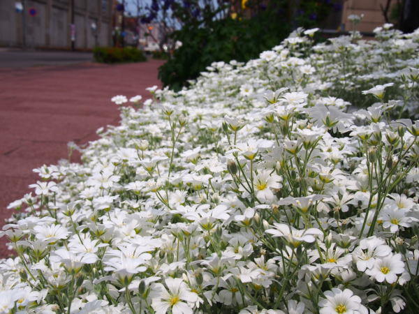 シロミミナグサの花函館元町