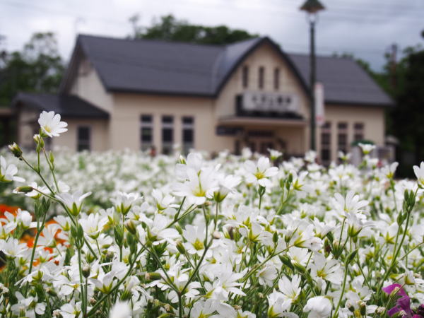 シロミミナグサの花大沼公園