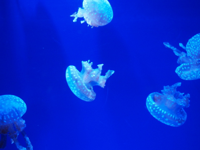 美ら海水族館クラゲ画像