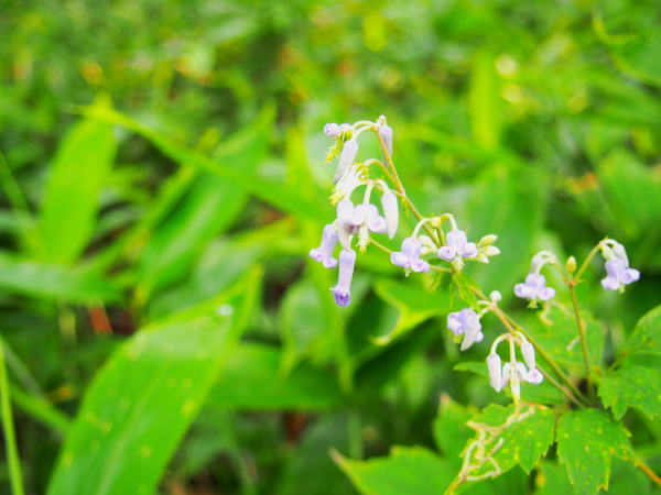 クサボタン花上高地