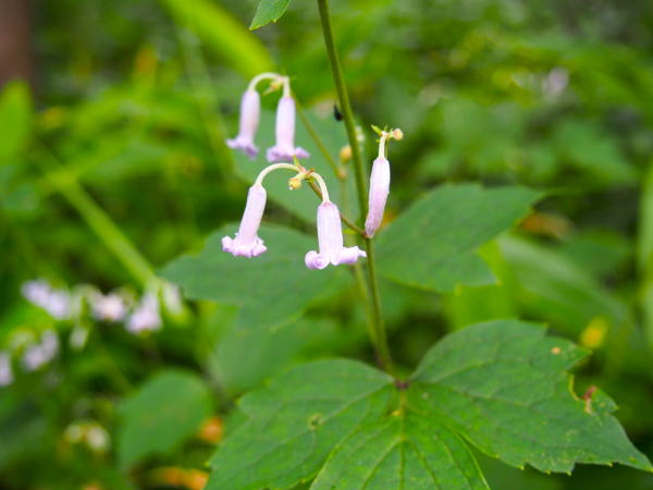 クサボタン花上高地