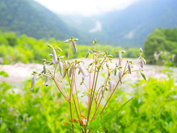 クサボタン花上高地