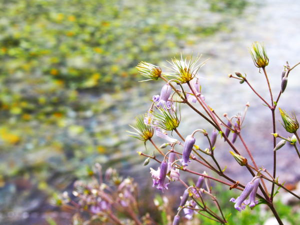 クサボタン実上高地