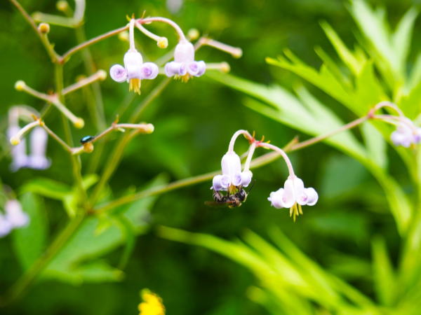 クサボタン花上高地
