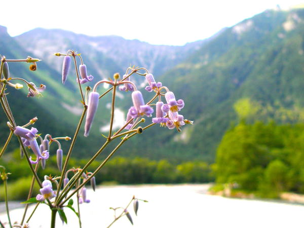 �N�T�{�^���ԏ㍂�n