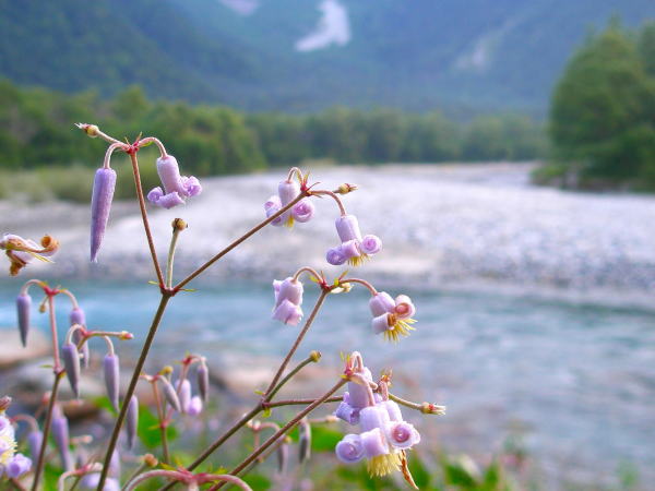 クサボタン花上高地