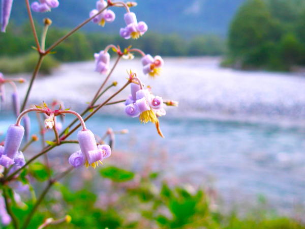 クサボタン花上高地