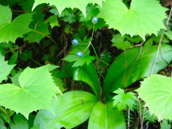ツバメオモト根生葉