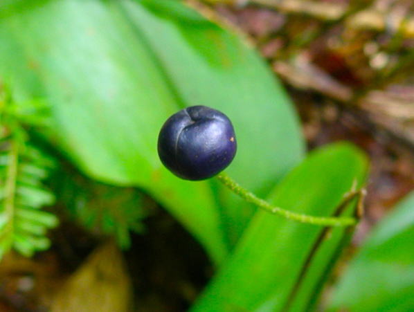 ツバメオモト実