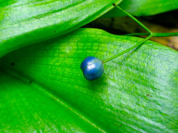 ツバメオモト実