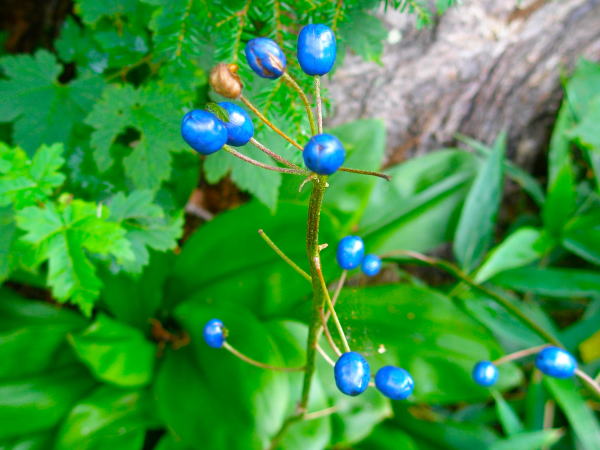 ツバメオモト実