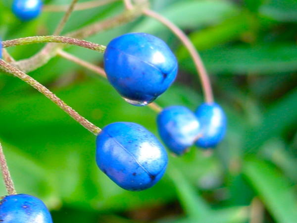 ツバメオモト実