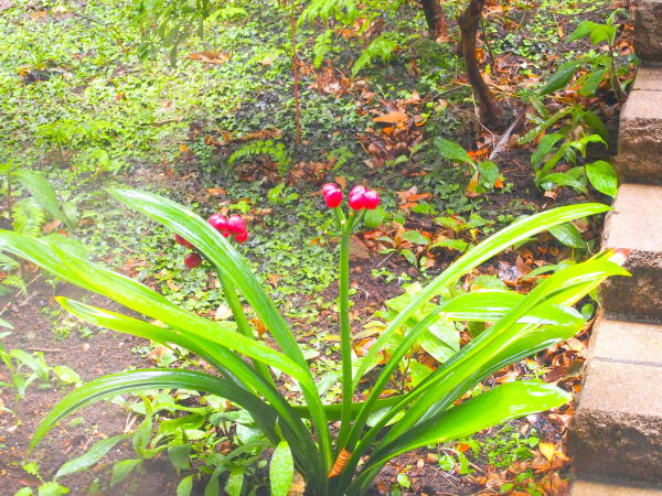 クンシラン実横浜市大病院