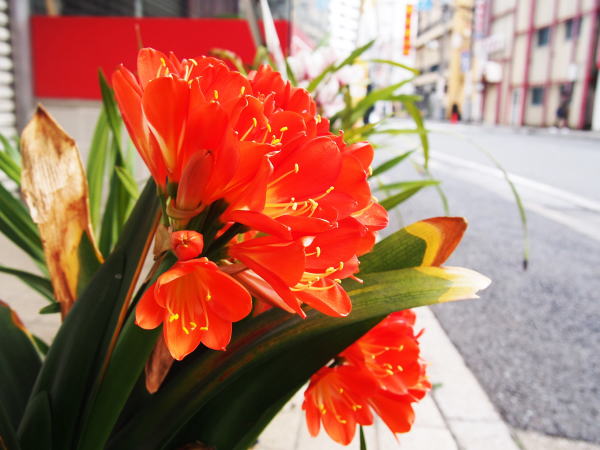 クンシラン花横浜中華街