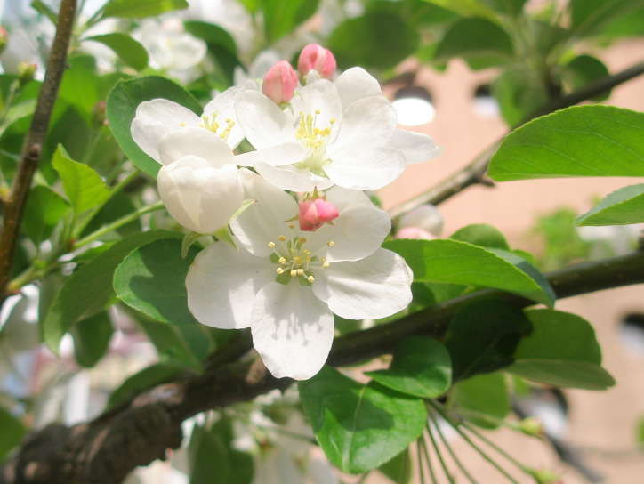 ヒメリンゴ花画像