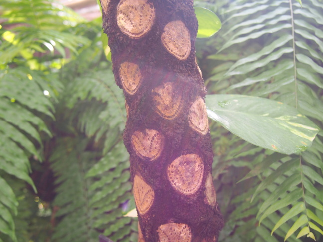 ヒカゲヘゴ樹皮画像