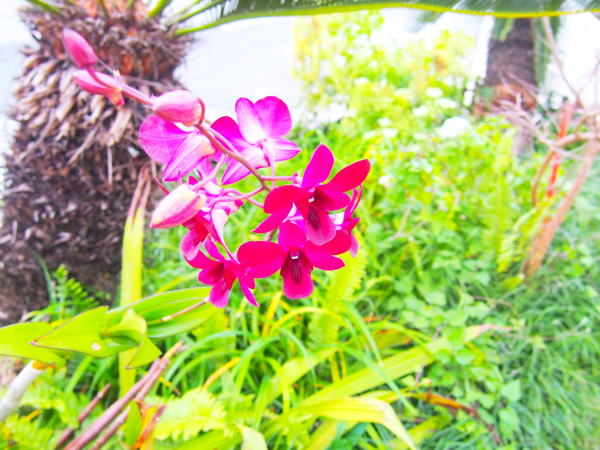 Dendrobium phalaenopsis花万座毛