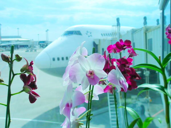 Dendrobium phalaenopsis花那覇空港