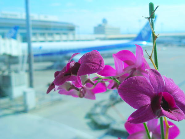 Dendrobium phalaenopsis花那覇空港