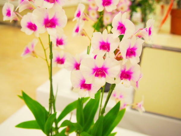 Dendrobium phalaenopsis花横浜蘭展