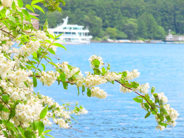 芦ノ湖ウツギ花