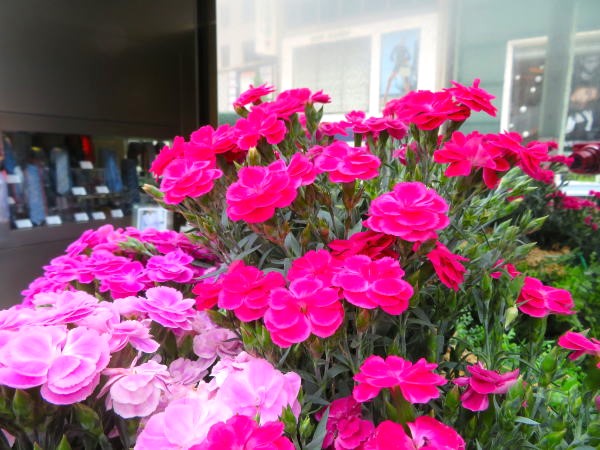 カーネーション花紫色