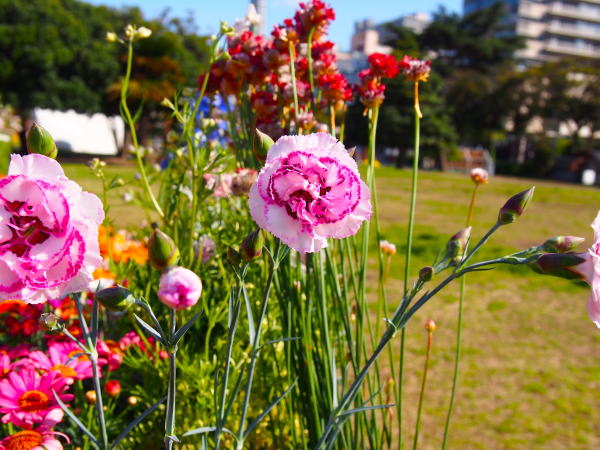 カーネーション花