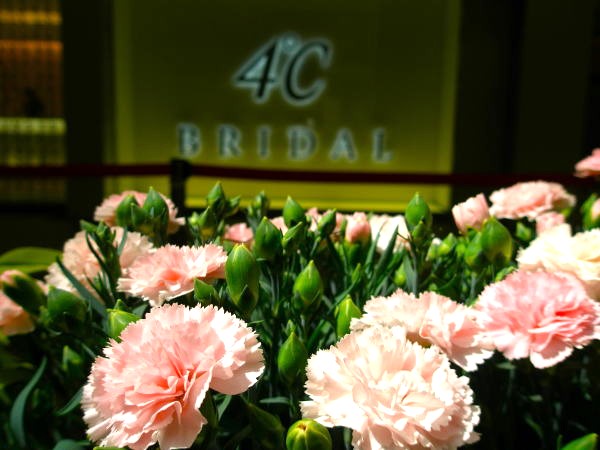 カーネーション花薄紅色