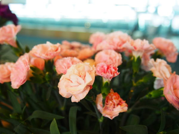 カーネーション花ピンク色