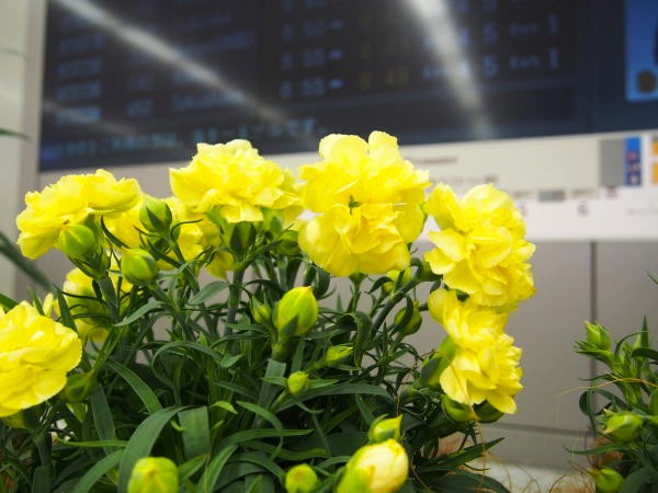 カーネーション花黄色