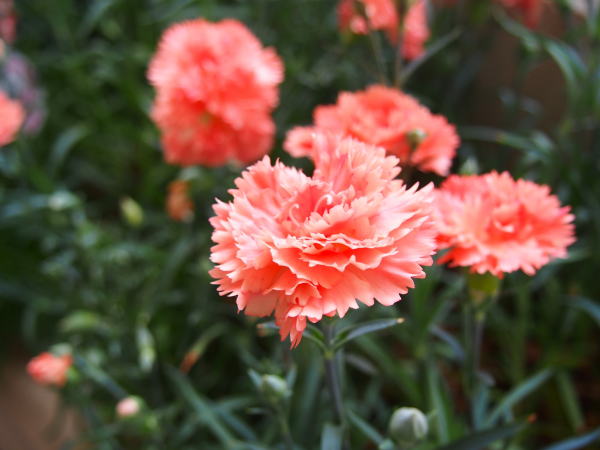 カーネーション花ピンク色