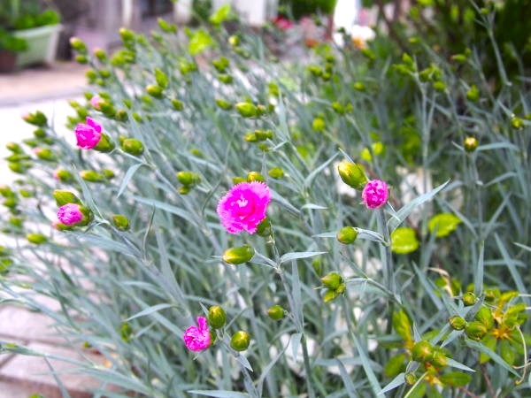 カーネーション花紅色