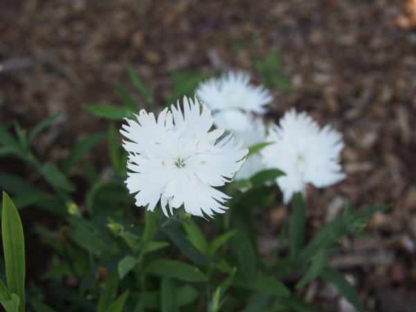 白色セキチク花画像