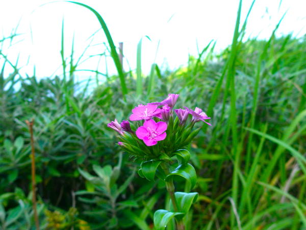 フジナデシコ花