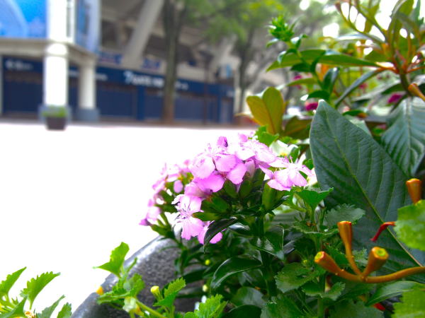 フジナデシコ花横浜