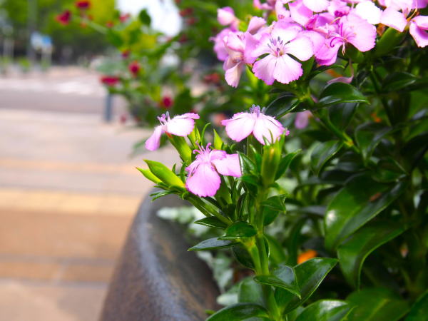 フジナデシコ花横浜