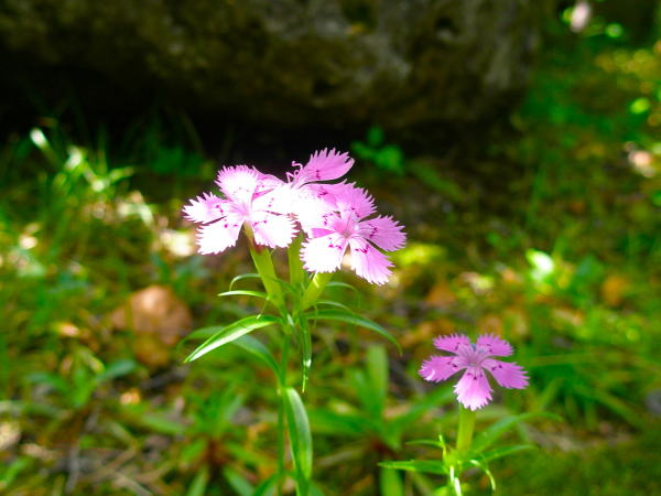 �V�i�m�i�f�V�R�ԏ㍂�n