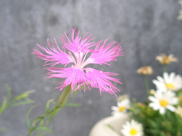 カワラナデシコ花川越