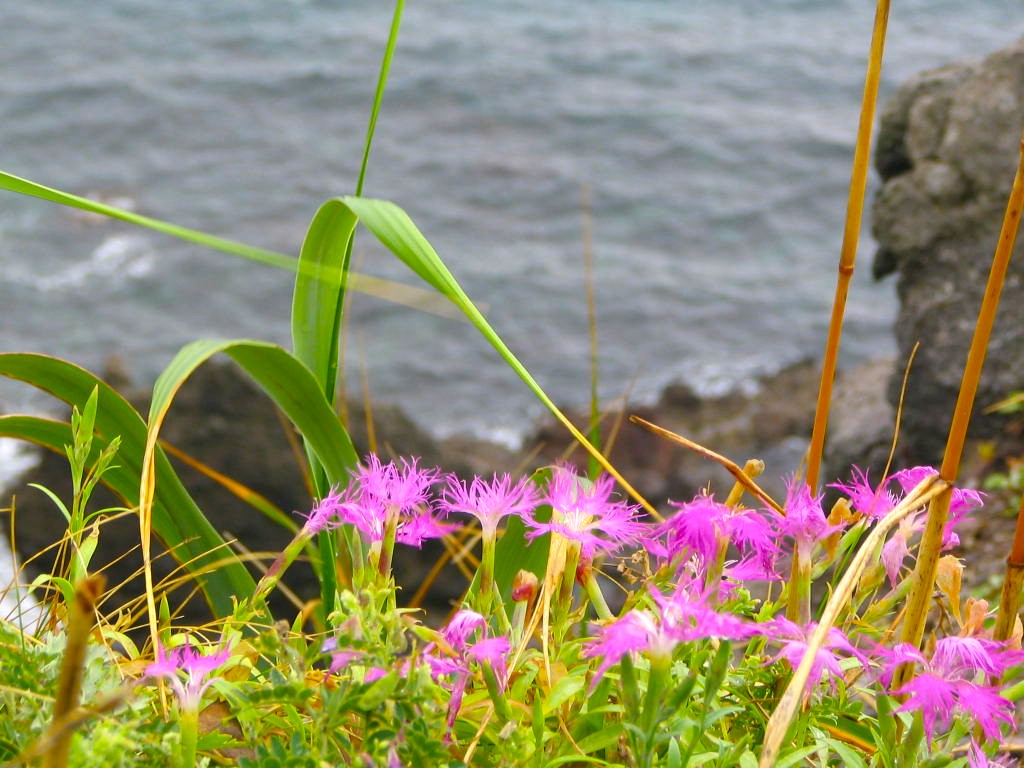 エゾカワラナデシコ花画像