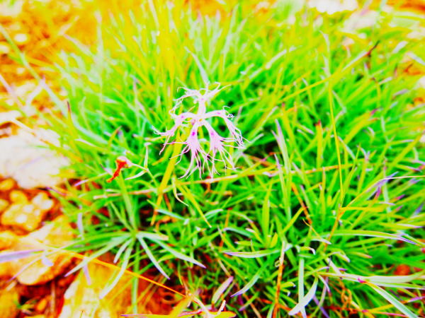 タカネナデシコ花画像