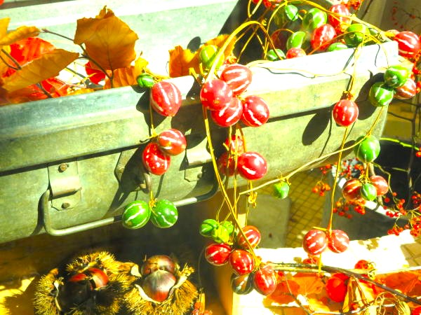 オキナワスズメウリ実画像