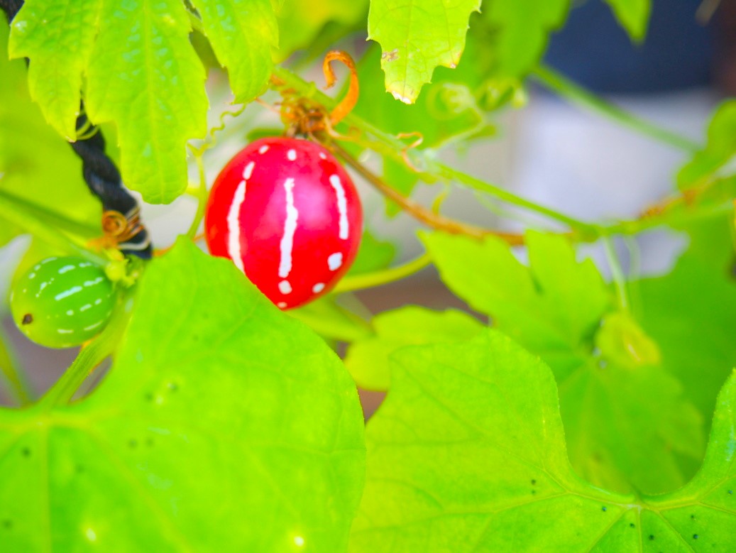 オキナワスズメウリ赤色実写真